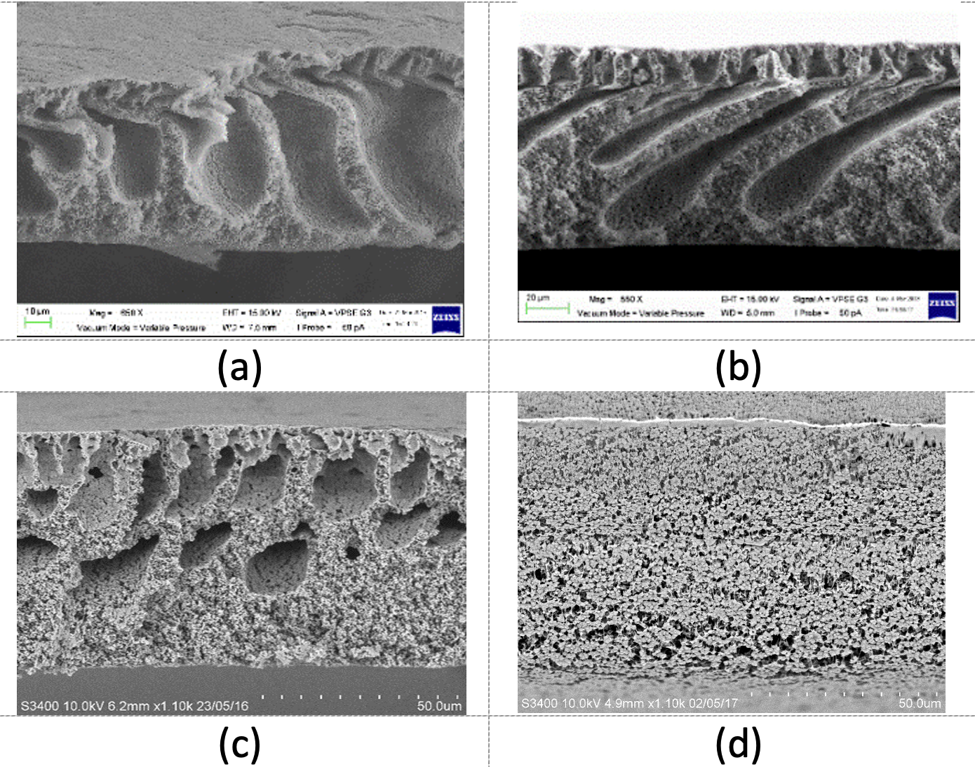 Figure 2. Asymmetric structures of (a) macrovoids, (b) long fingerlike, (c) short fingerlike and, (d) sponge-like of polyvinylidene fluoride membranes prepared by NIPS method Image